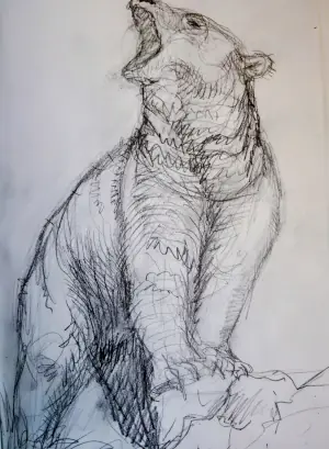 bear roaring sketch wildlife art by Sandro Gia