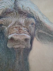African Buffalo Horns Art