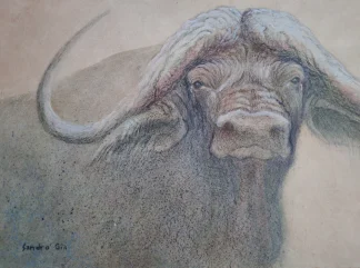 African Buffalo Art