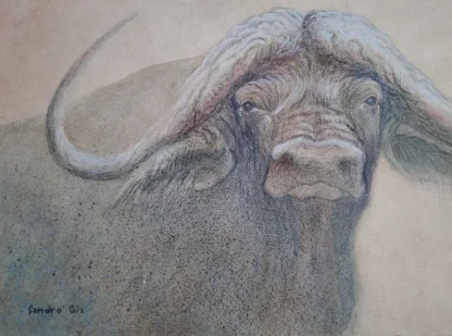 African Buffalo Art