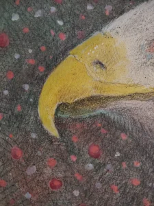 Bald Eagle Bird Art Beak