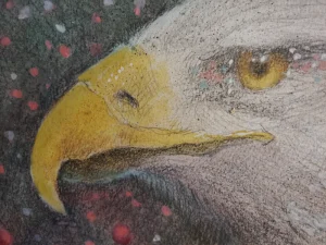 Bald Eagle Bird Art Eyes