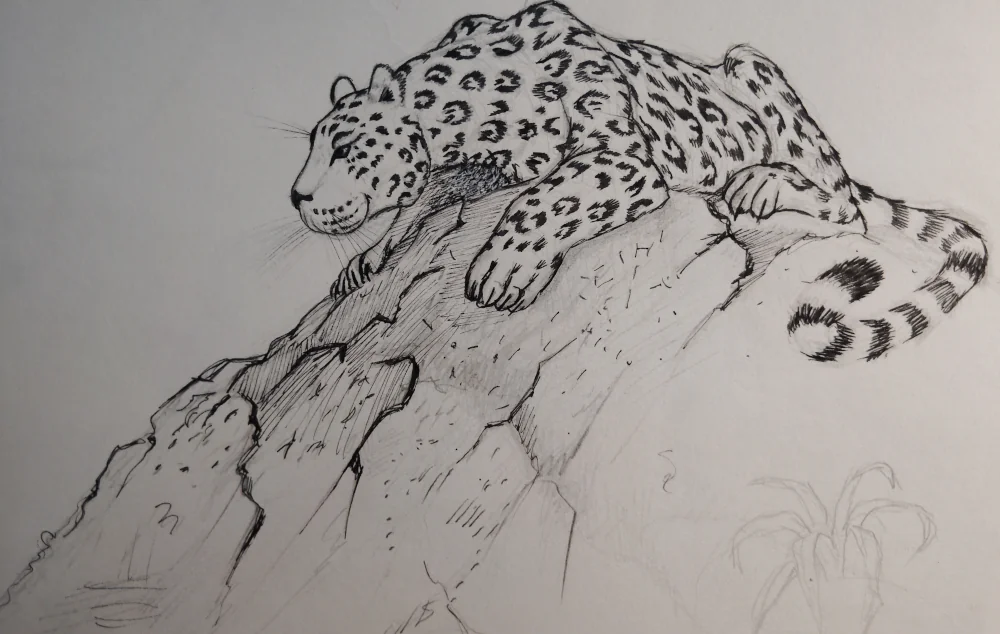 Random Leopard Sketh ink on paper