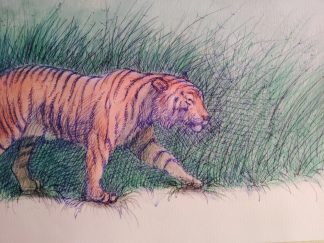 Tiger Hunt Grass