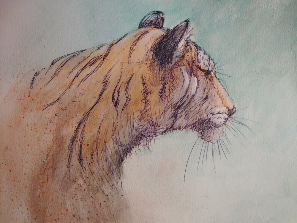 Tiger Rear Head Study
