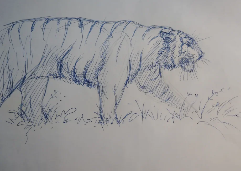 Tiger Drawing Pen Paper Hunt