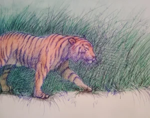 Tiger Hunting Tall Grass