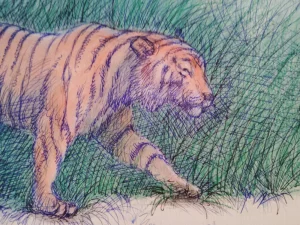 Tiger Hunting Tall Grass