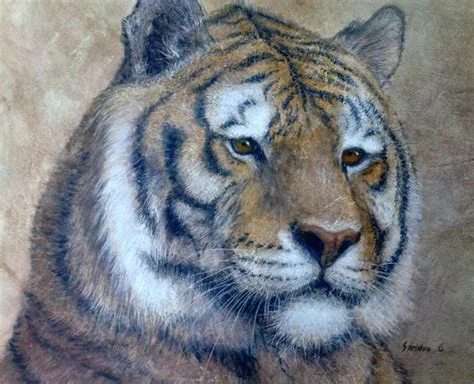 Tiger Male Majestic